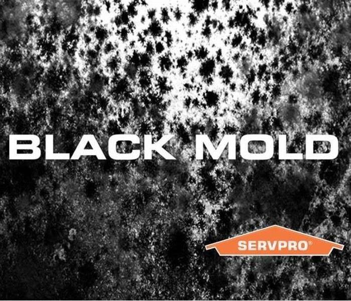 Image of Black mold with the words "black mold" layered over top.